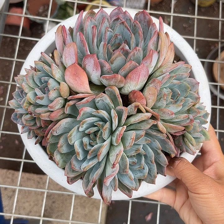 晨语多肉，一物一拍全明星