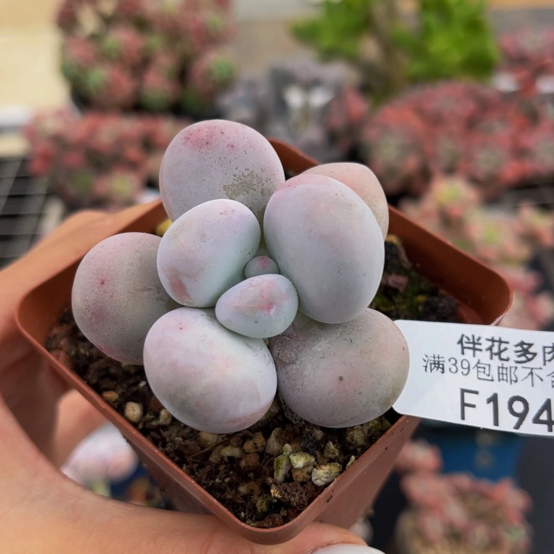 194-芭比奶多肉4cm