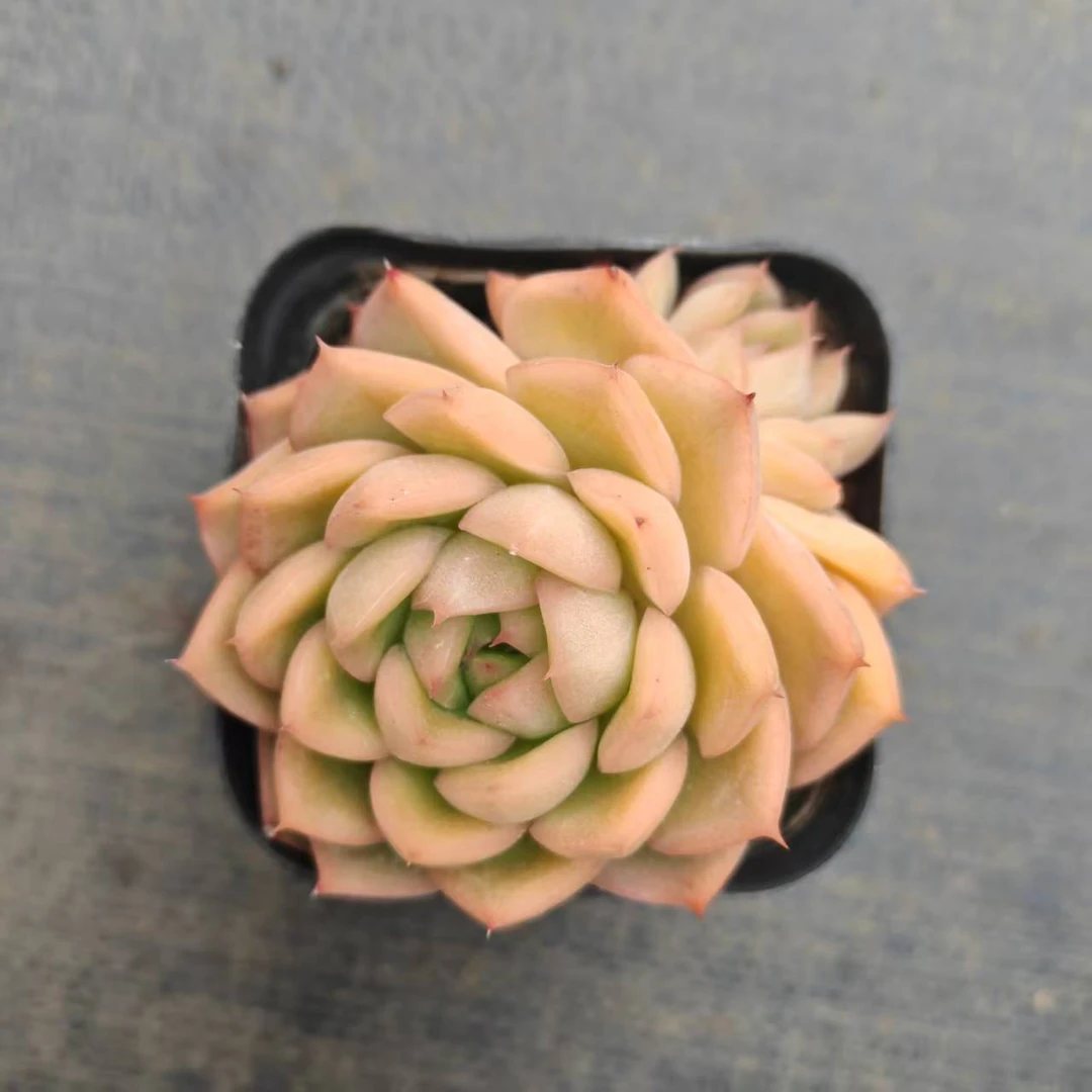 7#碧橙多肉植物  前男友精品多肉SM402