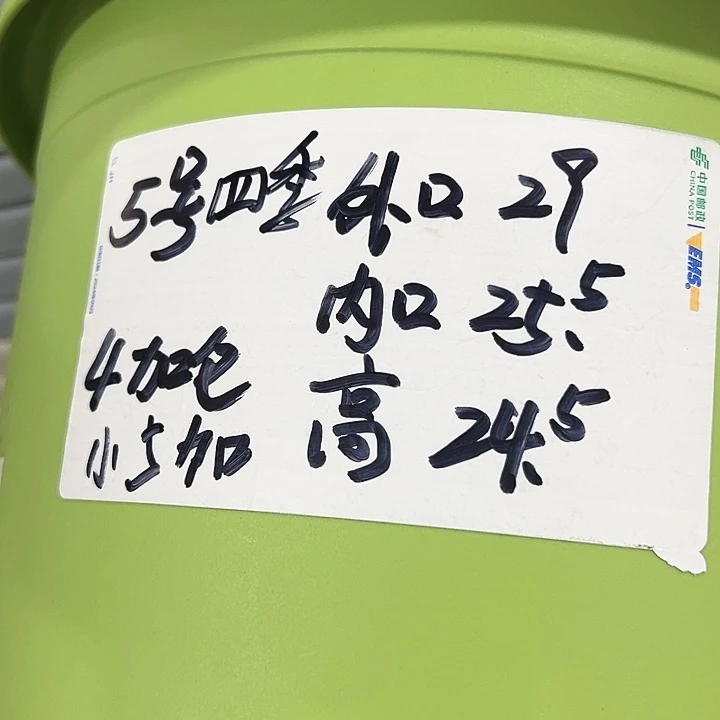 四季5号特价白色6个无托