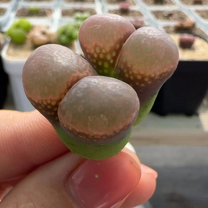 多肉植物超级红风71号
