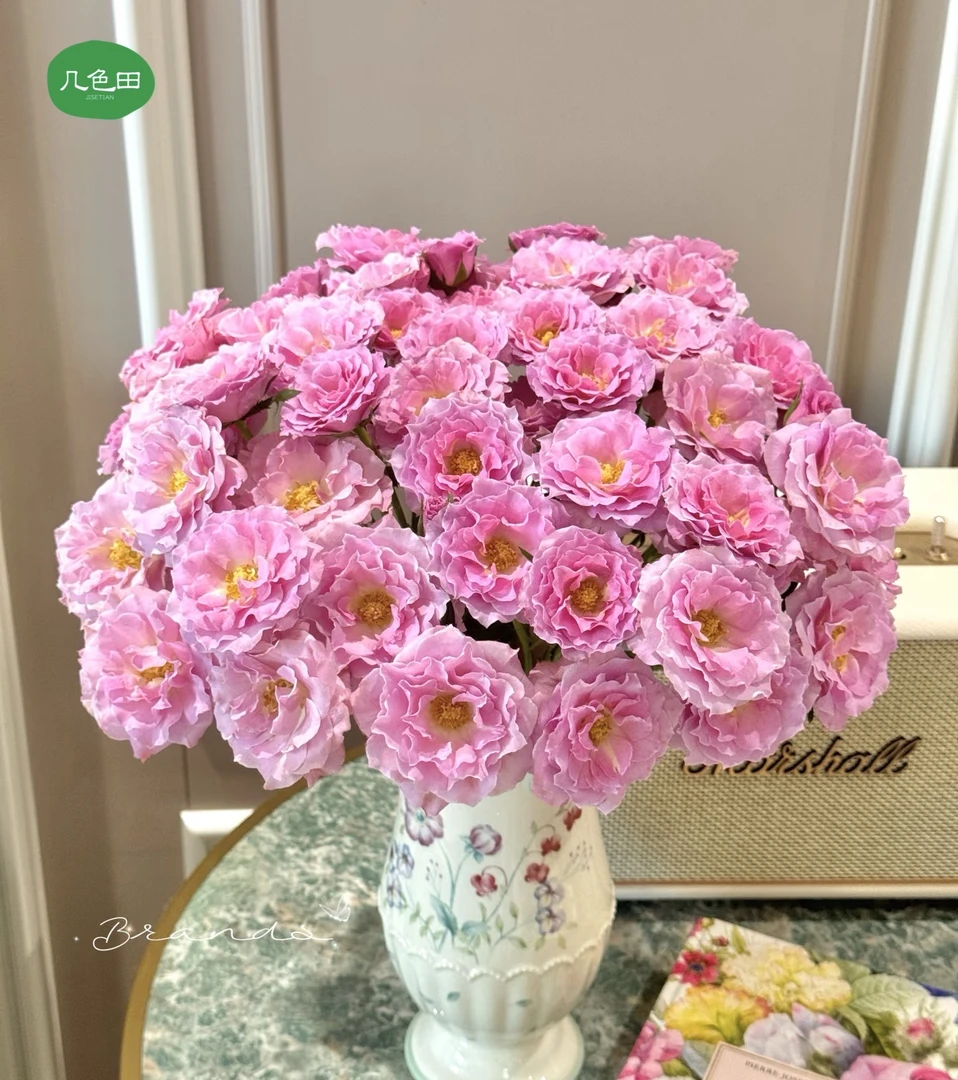 幻梦----稀有多头玫瑰云南直发鲜花云南花插花鲜花