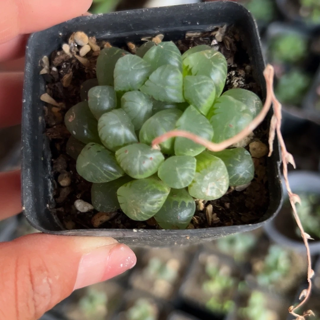 多肉植物多肉植物