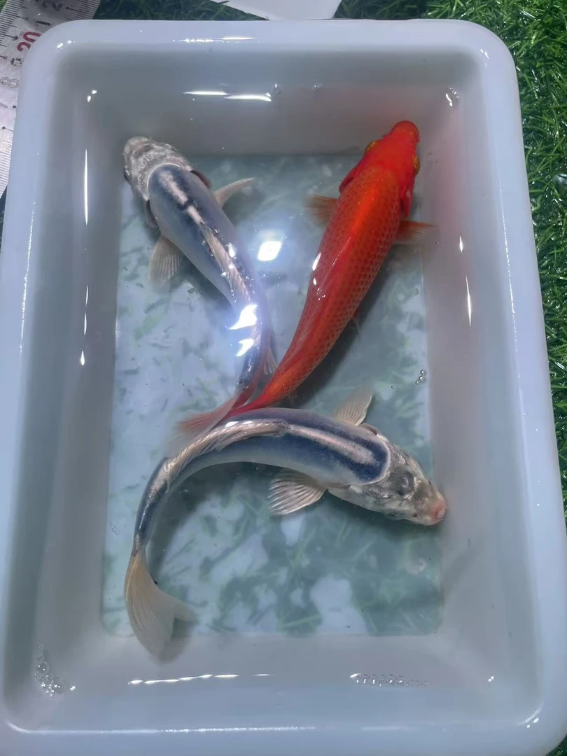 血统锦鲤  火鲤 蓝龙任选3条