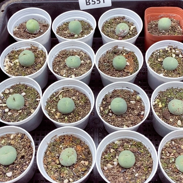 我是一只小小鸟地域鬼的人551