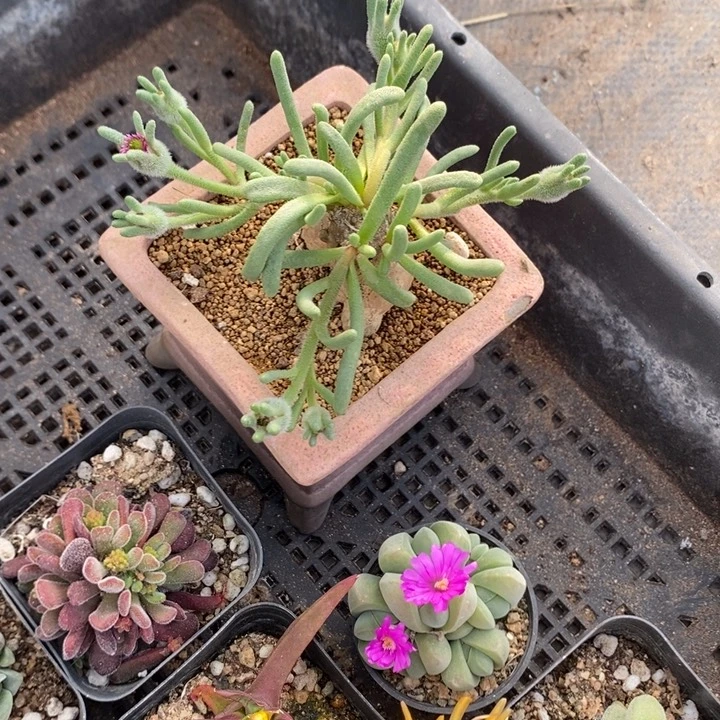 小**虫淡清霜，一物一拍