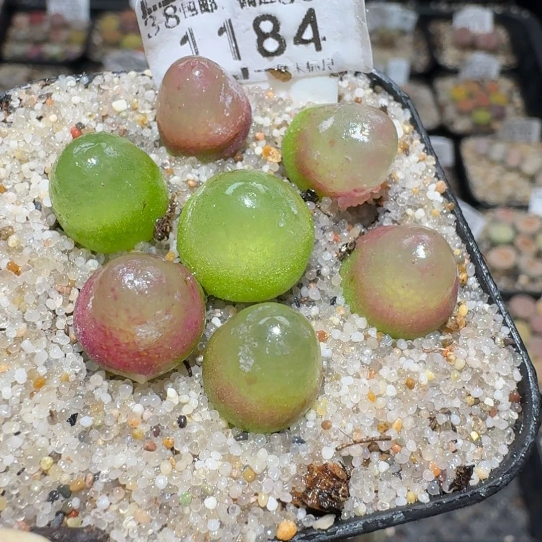 Zzz捡漏福利走起1184