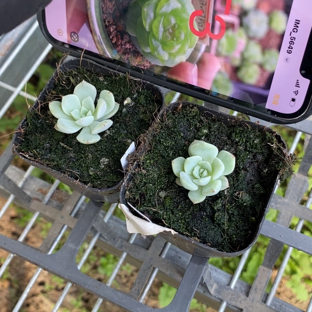 上盆甜心t3苗一个