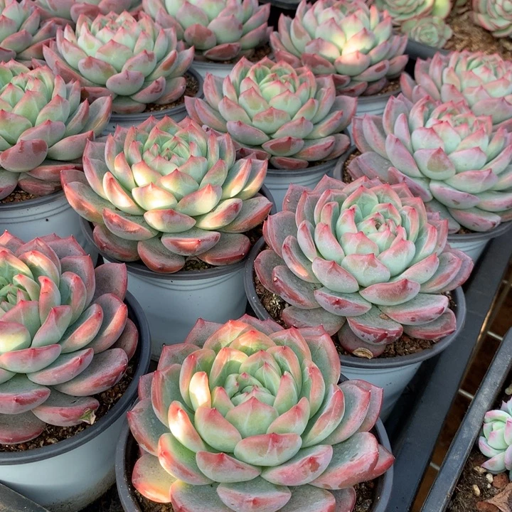 110杯红鸾多肉植物两单包邮