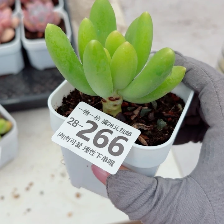 芒果奶多肉无盆土发货