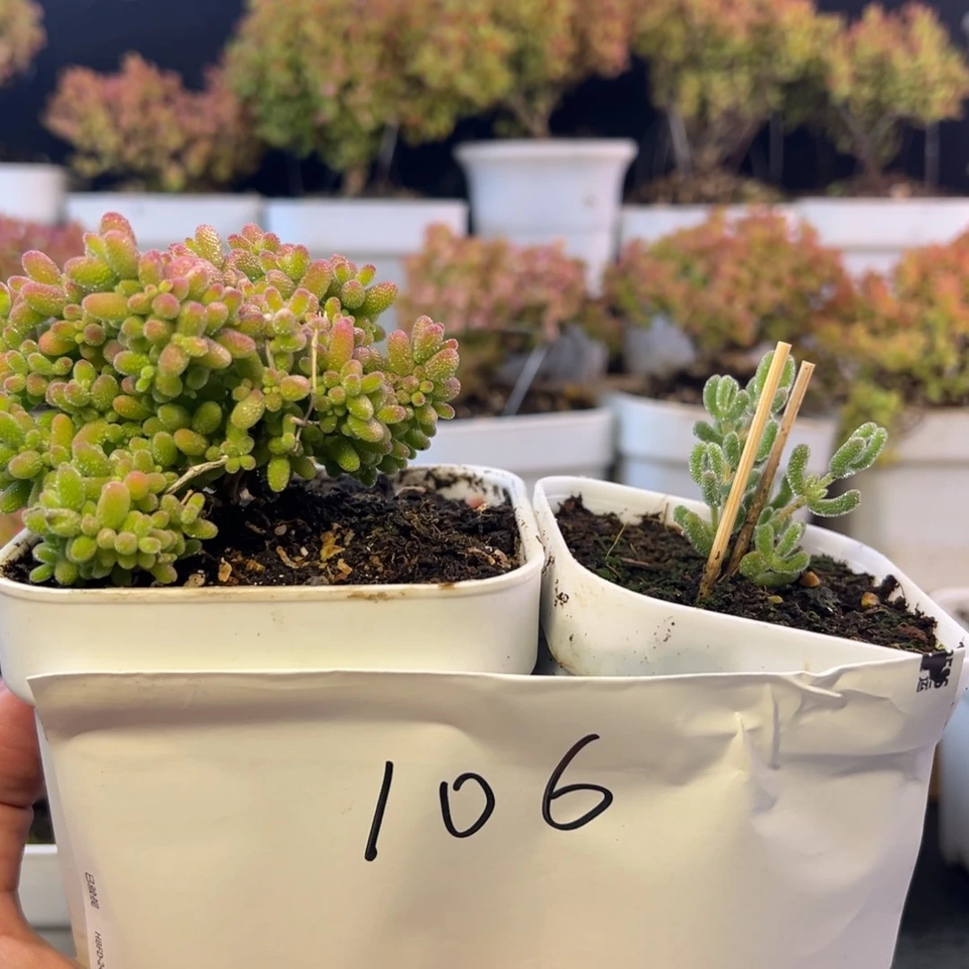 蜜橘冰晶组106➕小惊喜