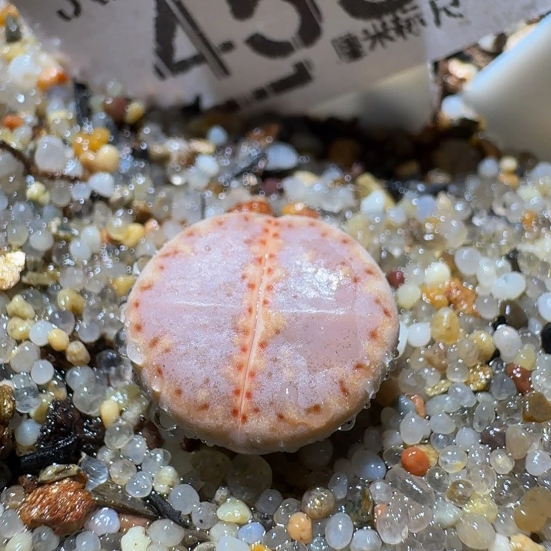 Ssss生石花肉锥455粉饼