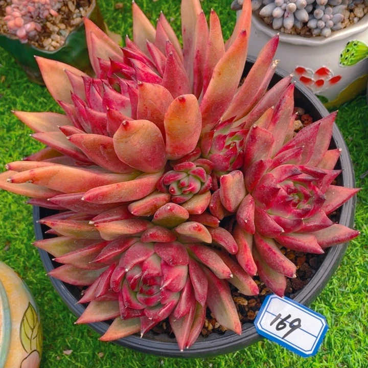 谢谢你的支持000000169