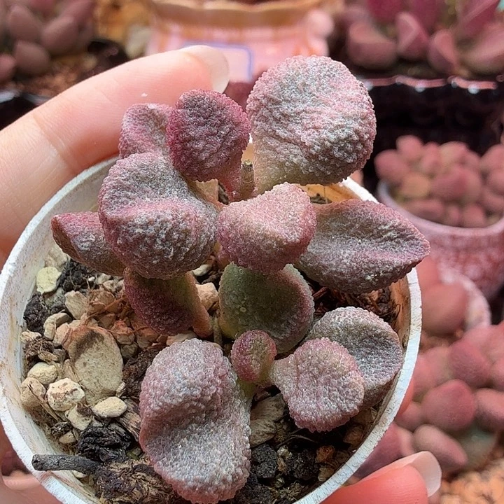 水蜜桃。