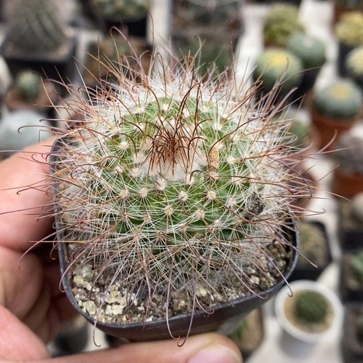 实生非秀玉特价福利