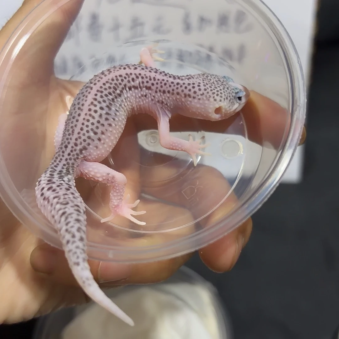 豹纹守宫银河母。