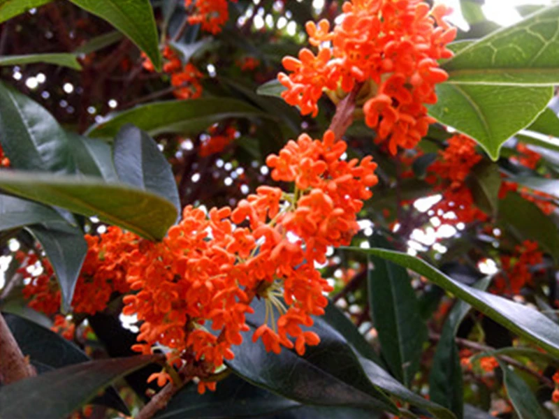成都桂花基地直销 四季常青，满院飘香
