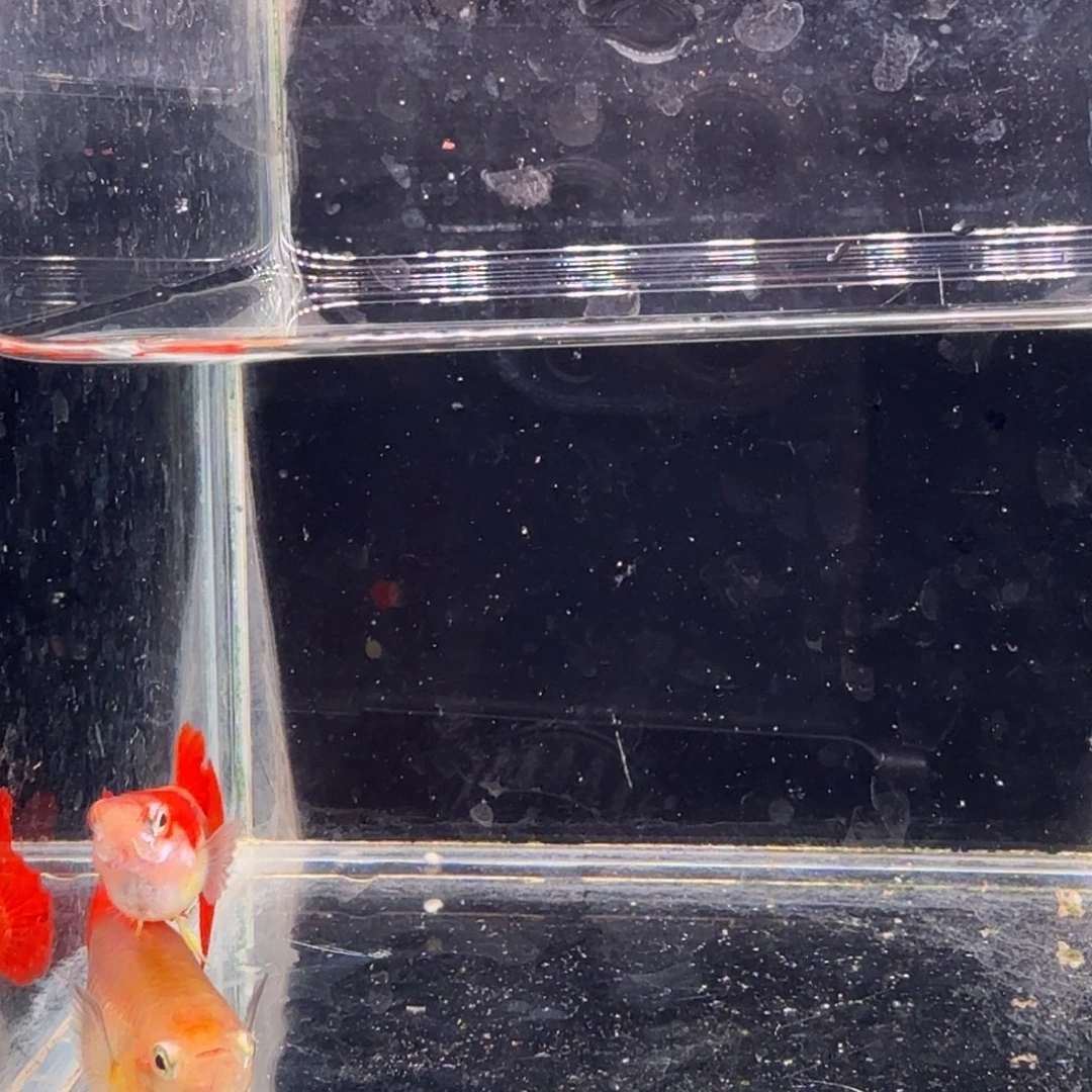 孔雀鱼黄爆球1对孔雀鱼