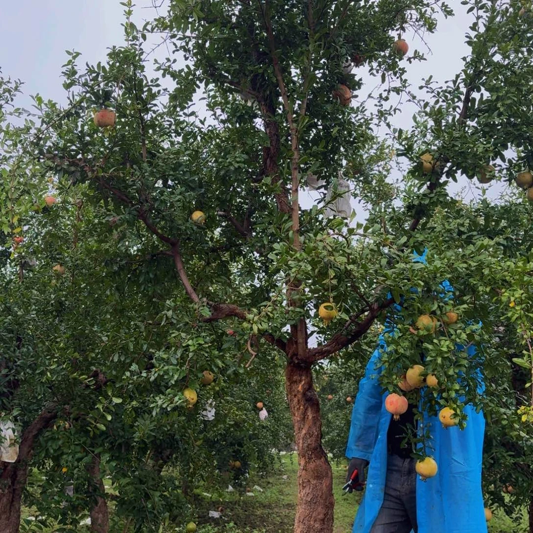 完全开放完全开放