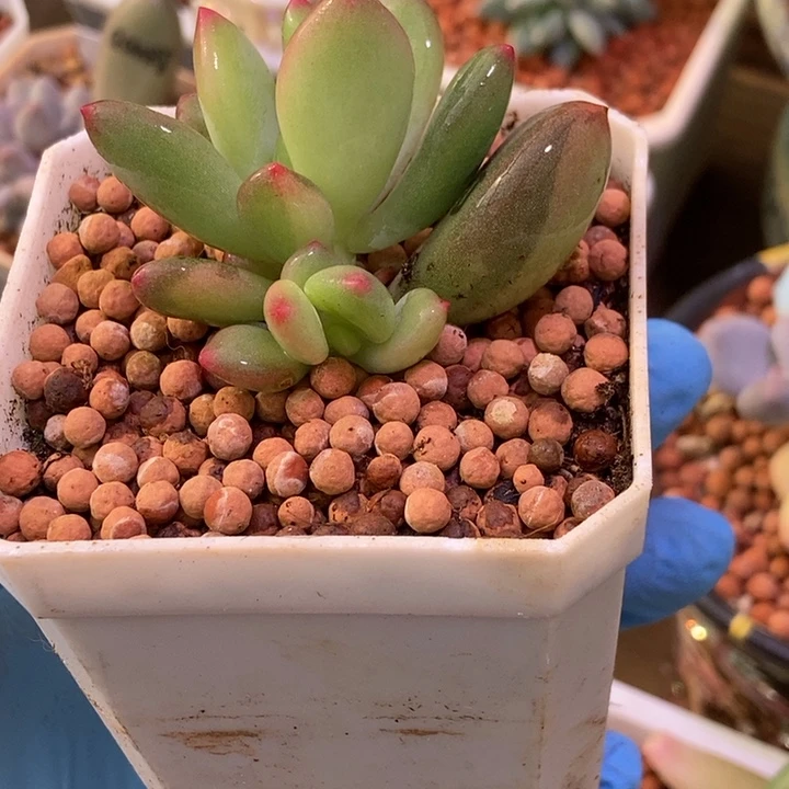 青星美人锦多肉植物