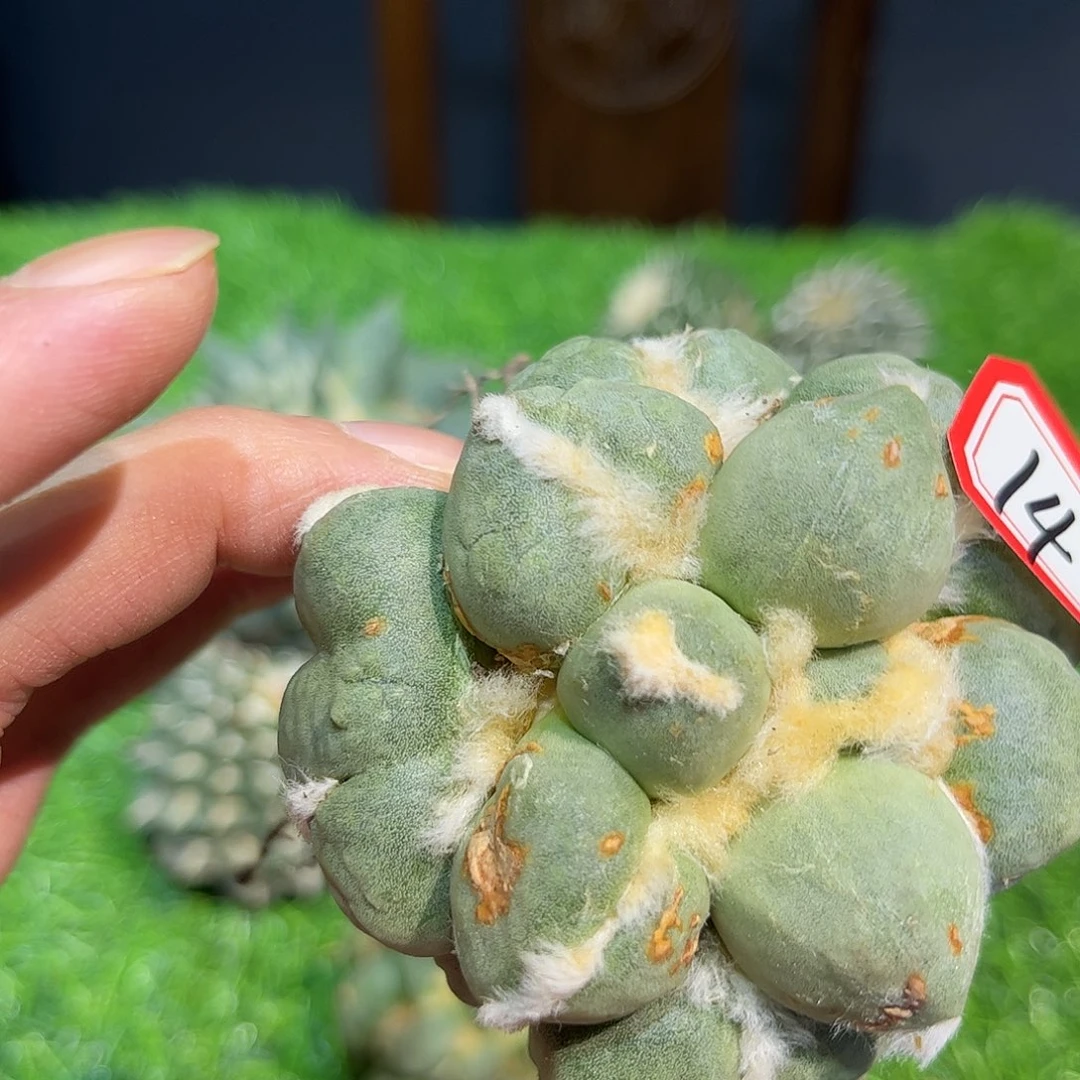 14号自根微损大尤分趾蛋