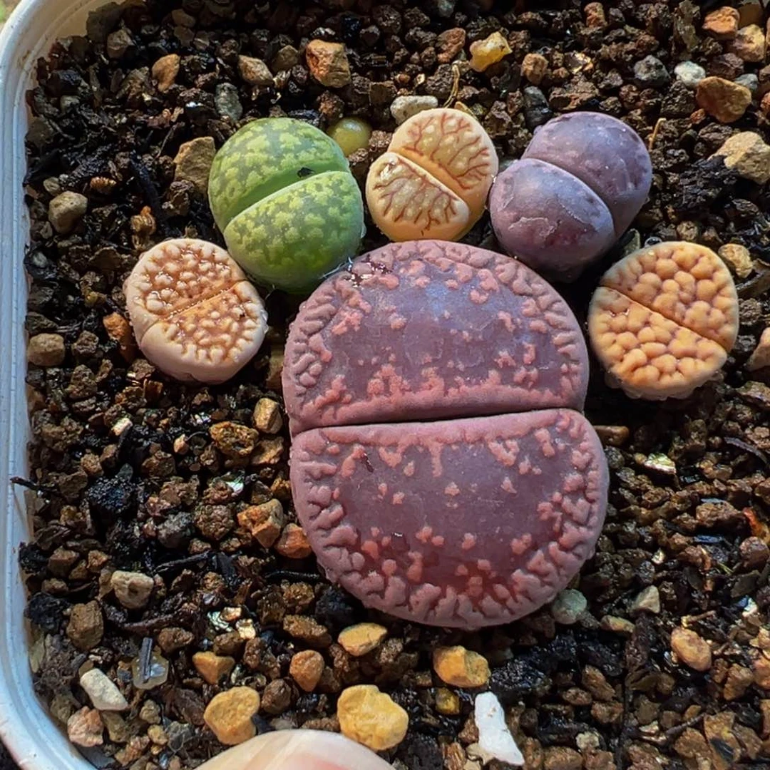 752多肉植物种类多样