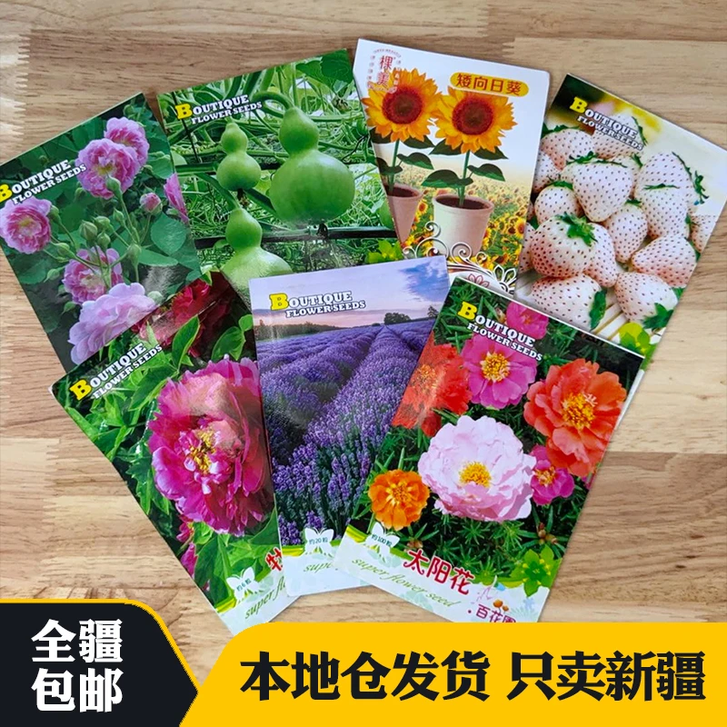 新疆包邮四季易种蔷薇花种子太阳花薰衣草种籽苗庭院阳台盆栽多年