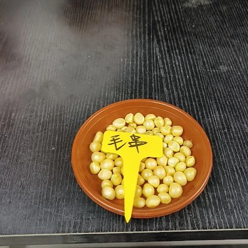 无花朵毛串种球6粒