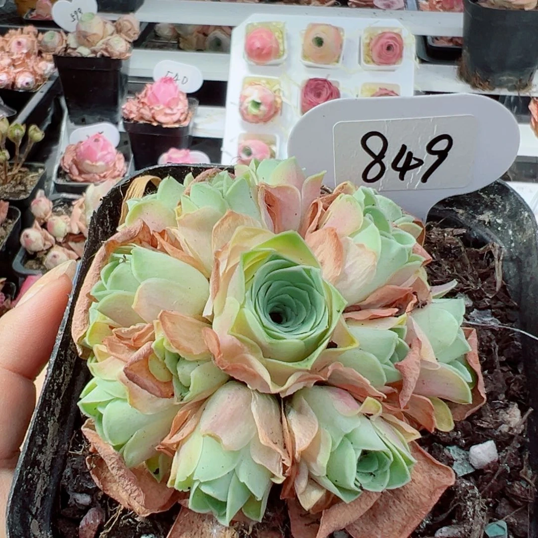 849血樱手捧花。