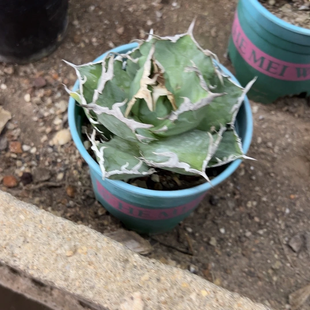 我***的螃蟹仁王冠龙舌兰植物