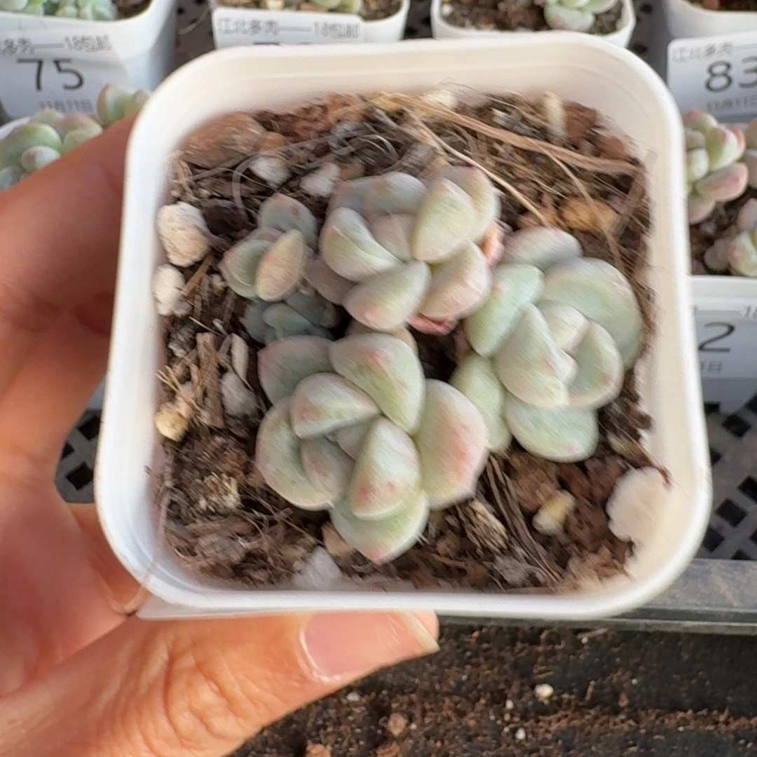 84 号到手1颗，江北多肉