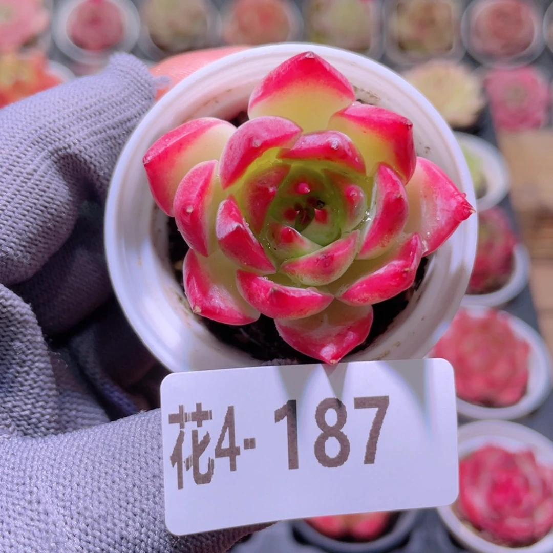花利美 4-187吉娃娃