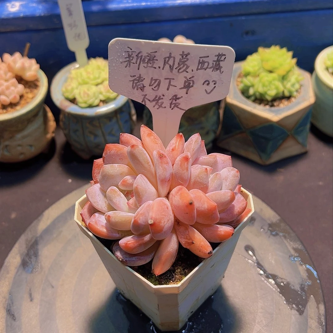 雪天使，多肉植物……