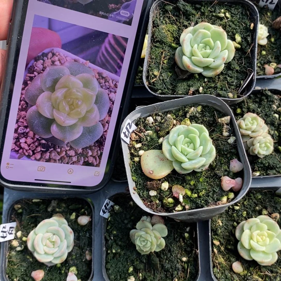 上盆大单头舟舟t12一个