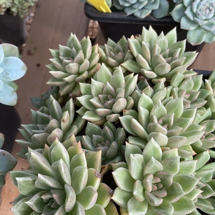 D677- 直播福利 黄金璀璨手捧