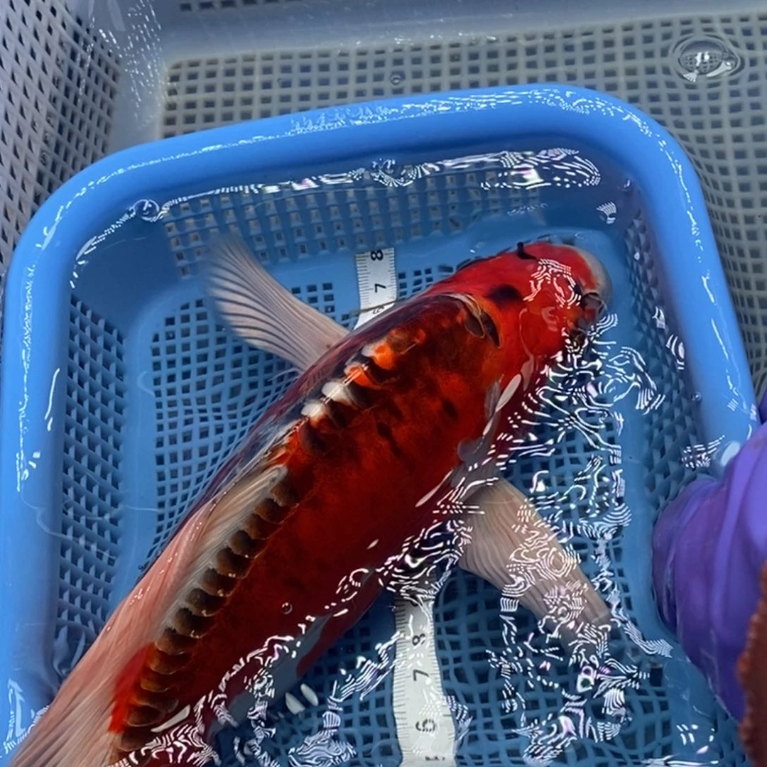 锦鲤冷水锦鲤包邮