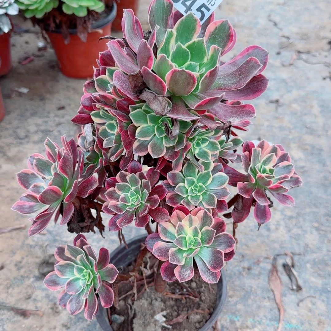 金丝645满20包邮断枝不包