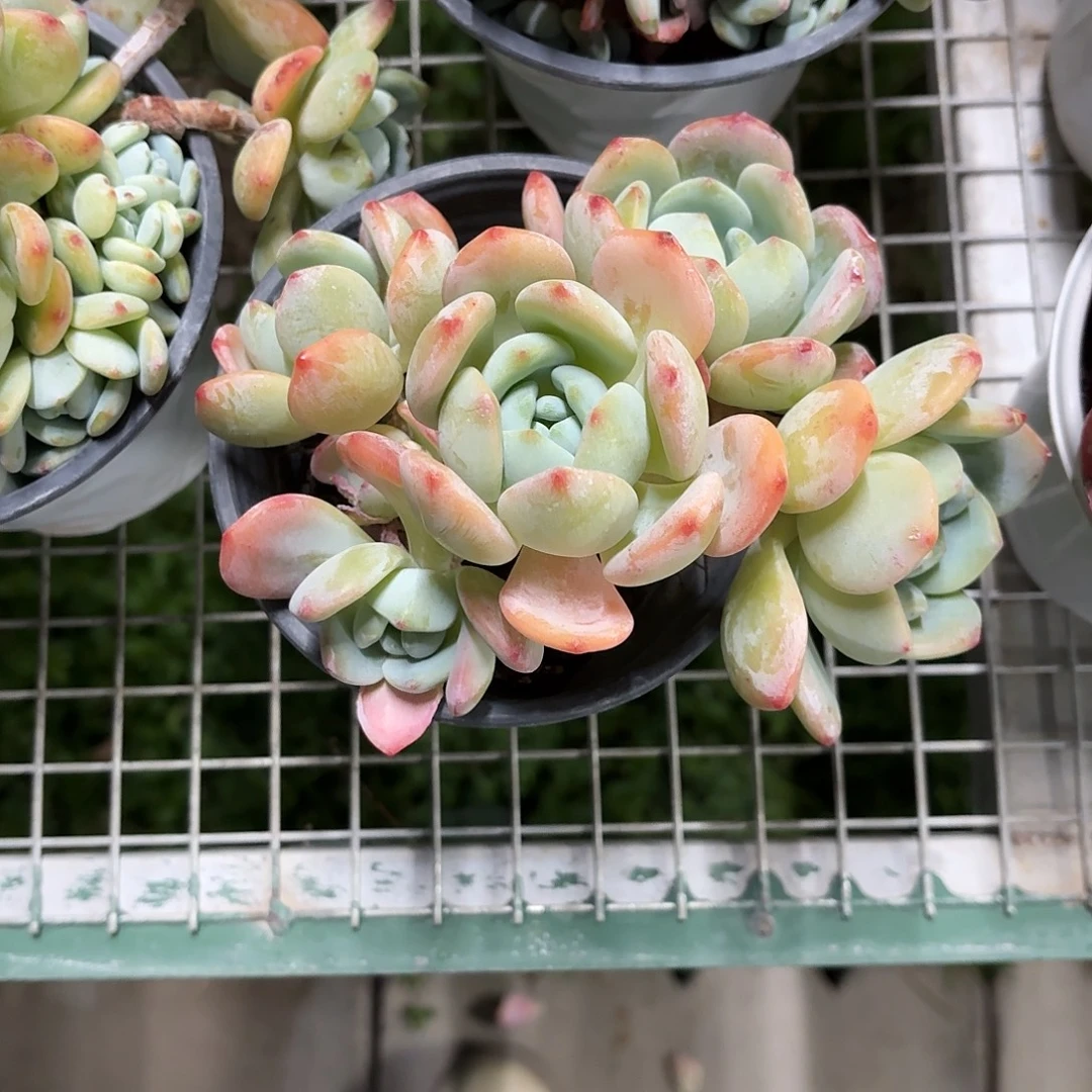 冷香群生老桩冠幅15㎝左右