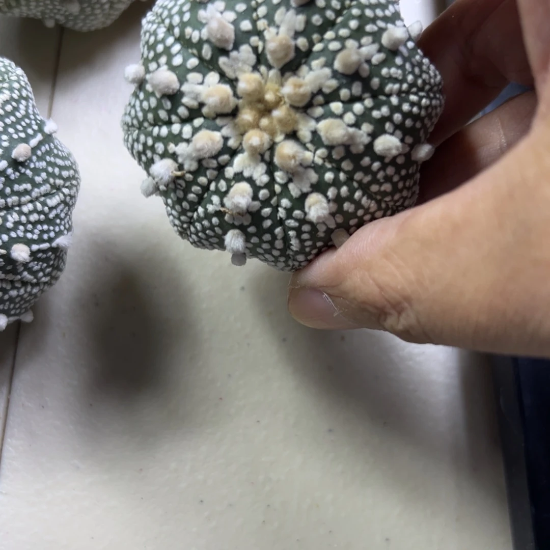 尚***帅A087号兜仙人球多肉植物