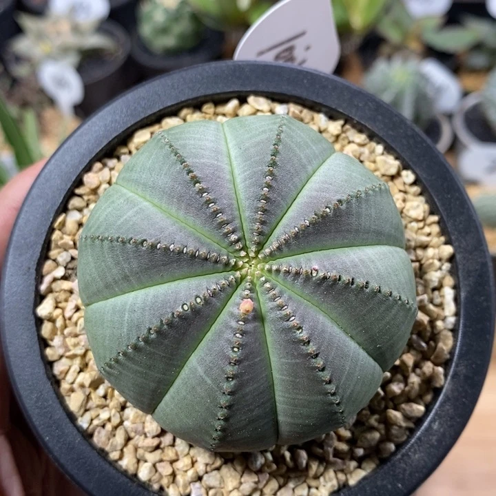 实生欧系布纹球1001号6.2cm