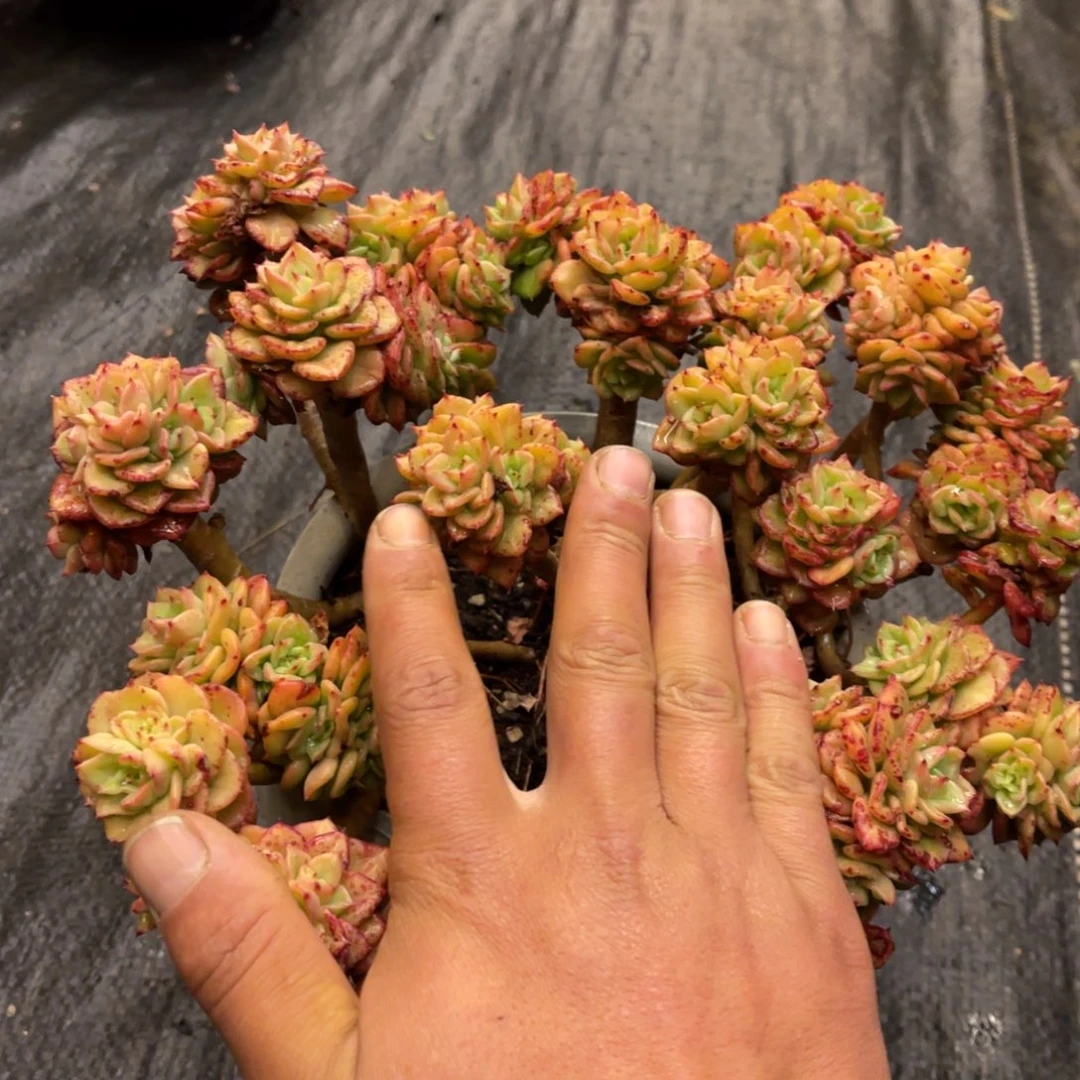 王**。8668688686868