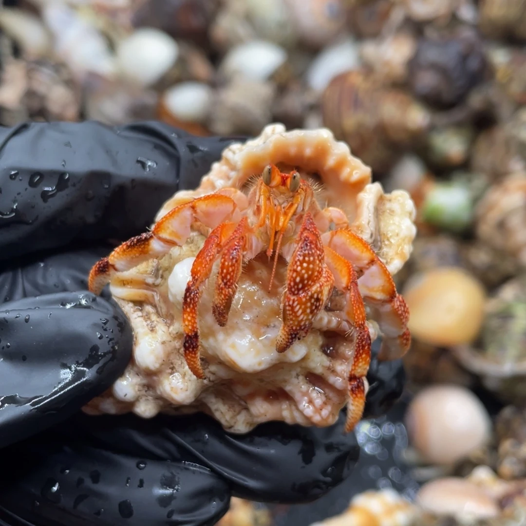 不退不换谢谢支持10