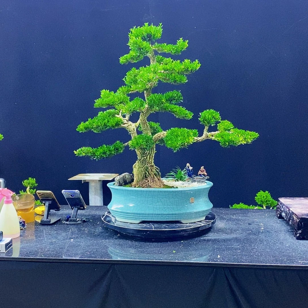 无花朵陌*黄杨盆景造型