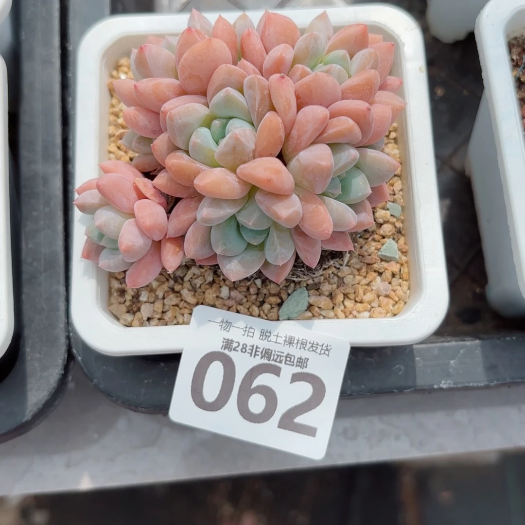 芙丽朵老桩无盆土发货