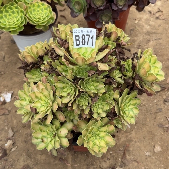 韶华……多肉植物……
