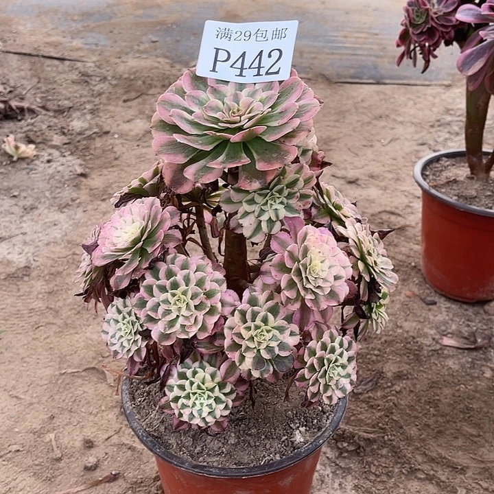 442红铜白多肉植物