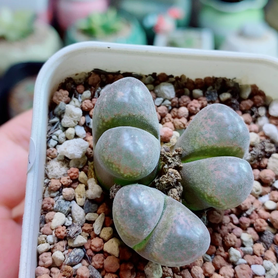 生石花花花花开了298