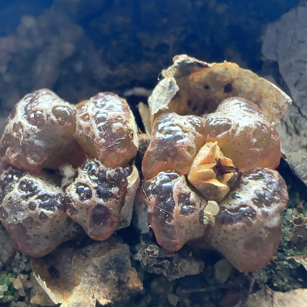 开播福利来啦41752