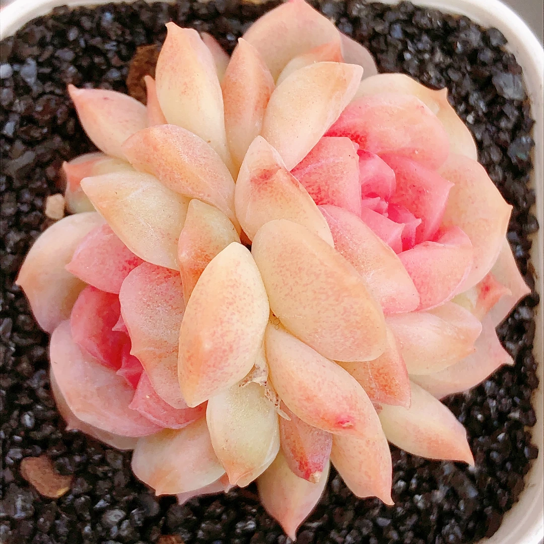 多肉植物  双头梦幻泡影一颗（尺寸4左右）满28元包邮除偏远