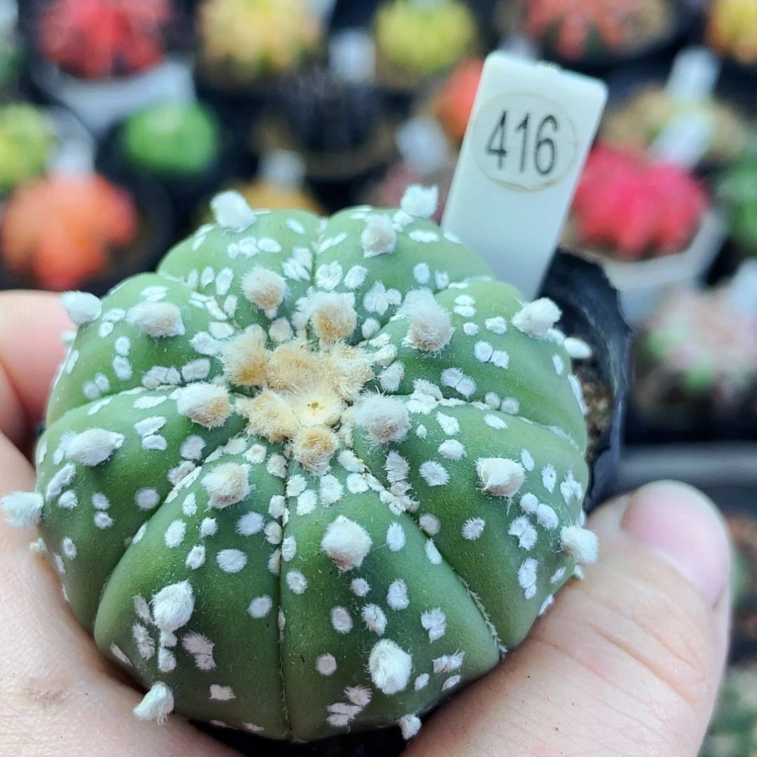 非偏远地区满25包邮仙人球漯河西